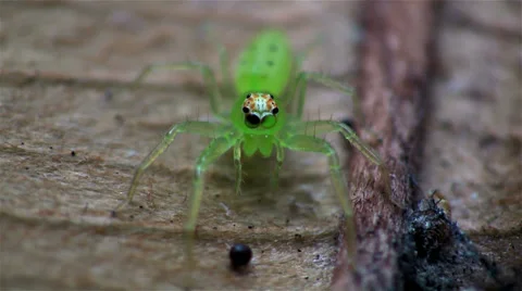 A green jumping spider up close. Stock Footage 34446662