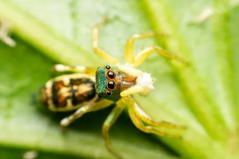 Green Jumping Spider on a Leaf Stock Photos