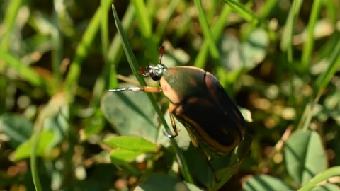 Green June Beetle, June Bug, crawling through grass Video stock 135688022