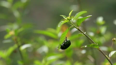 Green June Beetle or Cotinis nitida hanging in the grass Stock Footage 290509993