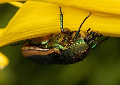 Green June Bug Stock Photos
