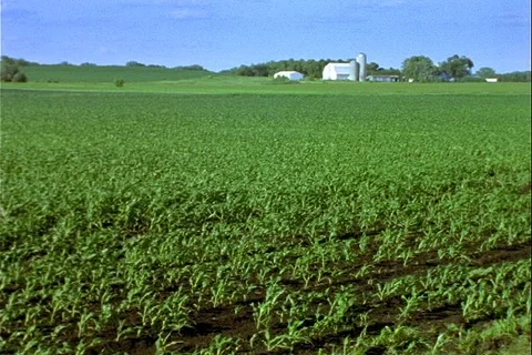 Green June Cornfield with barn behind Stock Footage 121690452