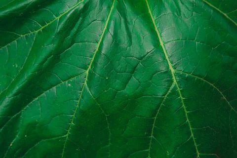 Green jungle background Stock Photos