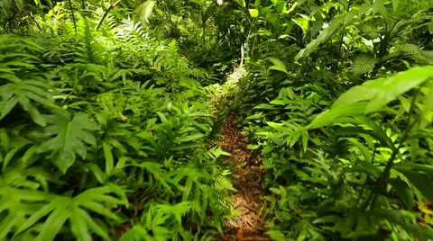 Green Jungle Video stock 52993169