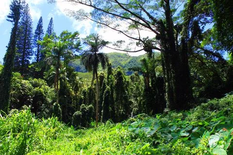 The green jungle Foto stock