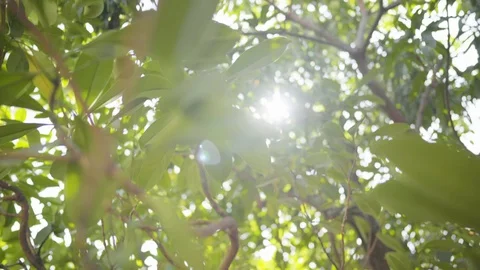 Green jungle trees and palm with sun make their way through the green leaves Stockbeeldmateriaal 121443592