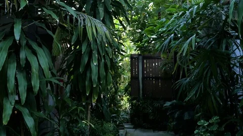 Green Jungle Trees and Palms Against Blue Sky and Shining Sun. Travel Vacation Vídeo Stock 125800996