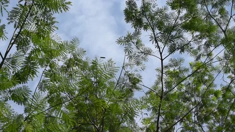 Green Jungle Trees Stock Footage 141831215
