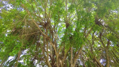 Green Jungle Trees. 库存影片 148516159