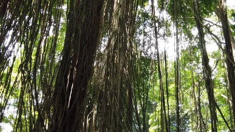 Green Jungle Trees Looking up in forest tops of trees,  4K Slowmotion. Stock Footage 122194667
