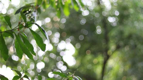 Green Jungle Trees Looking up in forest tops of trees. 4k Stock Footage 122196357