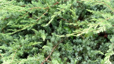 Green juniper for background Stock Footage 94473983