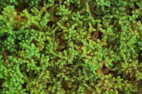 Green juniper background Stock Photos