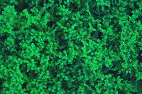 Green juniper background Stock Photos