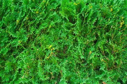 Green juniper background Stock Photos