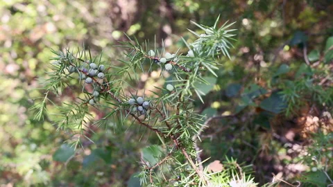 Green juniper berries on tree.mov Stock Footage 164178357