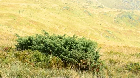 Green juniper blown by wind on background of yellow hills Stock Footage 55302679