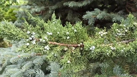 Green juniper branches with berries Stock Footage 276292680