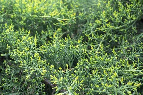 Green juniper branches close up as background 写真素材