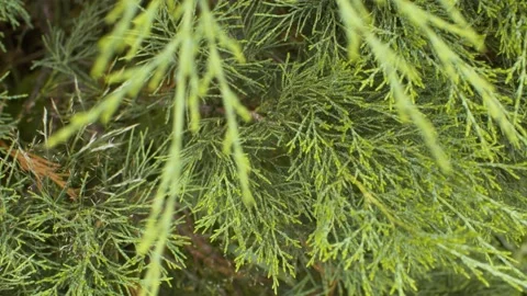 Green juniper branches close up Stock Footage 137585071