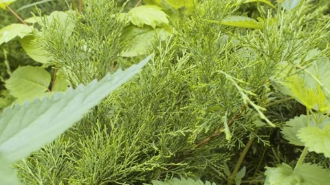 Green juniper branches close up Stock Footage 137585298