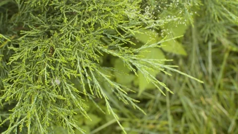 Green juniper branches close up Stock Footage 137594807
