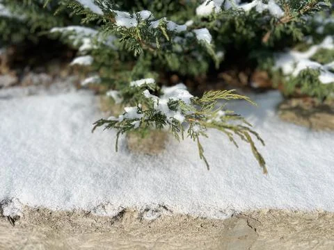 Green juniper branches covered with fresh snow in winter Stock Photos