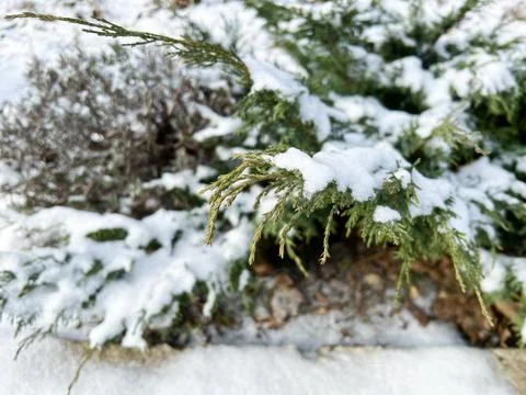 Green juniper branches covered with fresh snow in winter Stock Photos