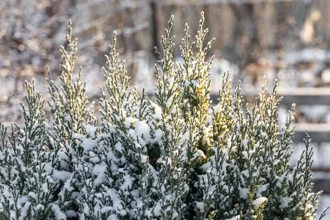 Green juniper branches covered with white fluffy snow are in winter day in th Stock Photos