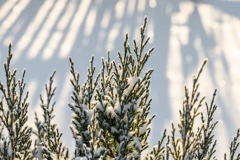 Green juniper branches covered with white fluffy snow are in winter day in th Фото