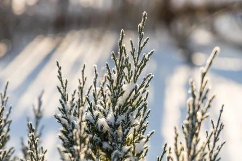 Green juniper branches covered with white fluffy snow are in winter day in th Foto stock