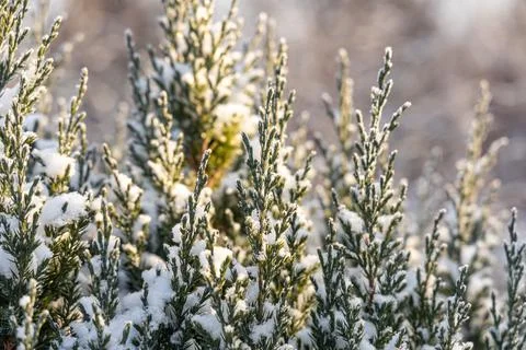 Green juniper branches covered with white fluffy snow are in winter day in th Foto stock