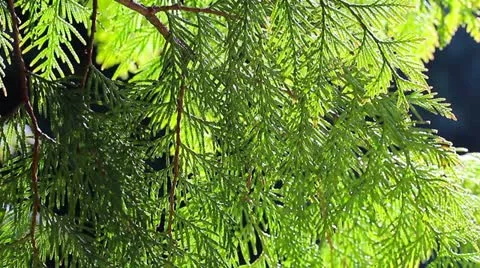 Green juniper branches in the forest Stock Footage 22075585