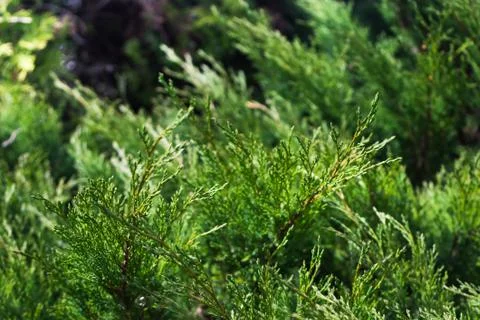 Green juniper branches. selective focus. blurred background Stock Photos