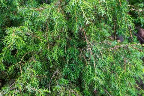 Green juniper branches with a visible texture Stock Photos