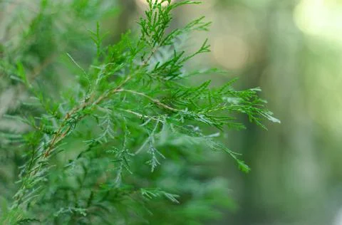 Green juniper close-up Stock Photos