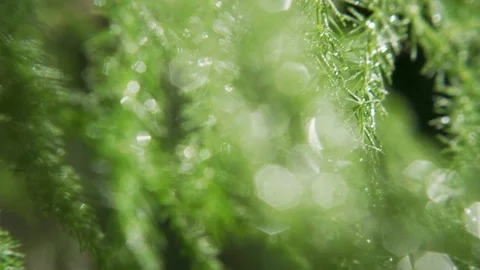 Green Juniper Plant Closeup Vídeo Stock 115595022
