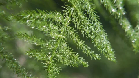 Green Juniper Plant Closeup Vídeo Stock 115595397