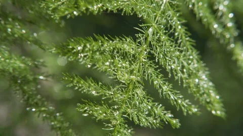 Green Juniper Plant Closeup Vídeo Stock 115595652