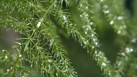 Green Juniper Plant Closeup Stock-Footage 115596526