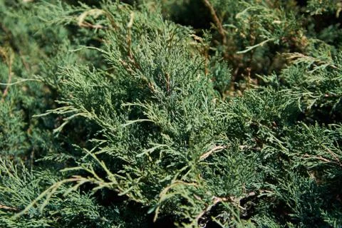 Green juniper at sunlight close Stock Photos