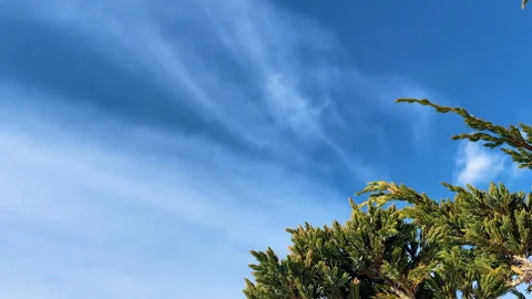 Green juniper swaying in the wind against the blue sky Stock Footage 151304213