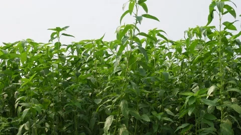 Green Jute Field Video stock 346722483