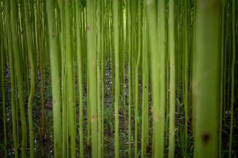 Green jute fields. Row upon row of jute sorted. This is the highest quality j Stock Photos