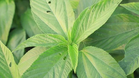 Green jute leaves Stock Footage 243740053