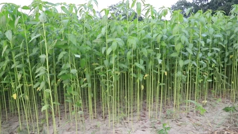 Green jute plantation Stock Footage 243745391