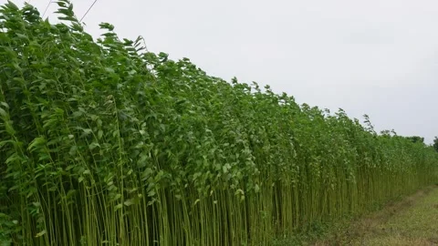 Green Jute Plants Stock Footage 340756750