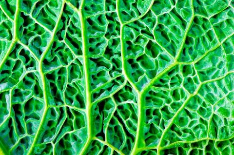 Green kale leaf Stock Photos