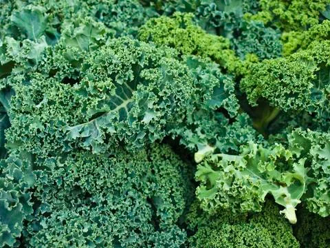 Green kale Stock Photos
