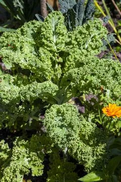 Green kale Stock Photos